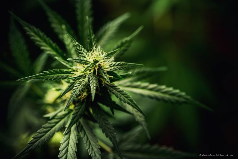 Canabispflanze mit Blühten